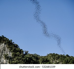 Mulu National Park - Bats Exiting Cave