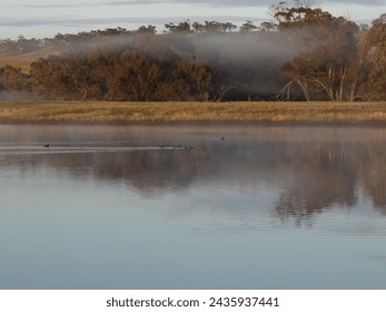  Mum and baby ducks on a misty pond in the early morning light fog sits in the gum trees in the background as they reflections on the still calm water, dry grass indicates summer is over.  - Powered by Shutterstock