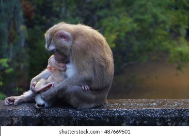 Mum And Baby Monkey, Mother Day