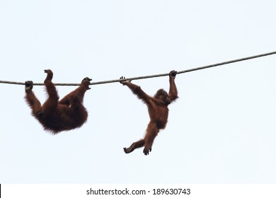Mum and baby Orangutans
