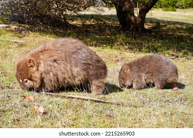 A Mum And Baby Wombat