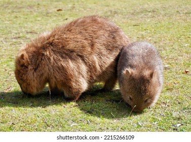 A Mum And Baby Wombat