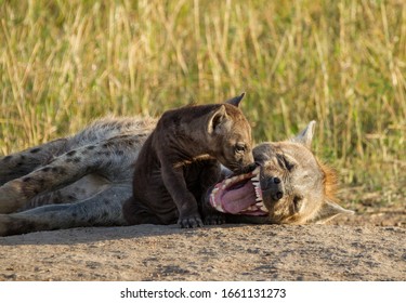 Mum Spotted Hyena Showing Teeth To Young Pup