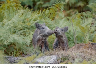 Mum wild boar (Sus scrofa) and cub in the thick of the ferns caressing their snouts on each other to strengthen social relations. Alps, Italy