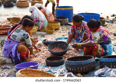  Mumbai, India/ September 10, 2017: South Asian Indian Fisherwomen From The Koli Community Sorting Different Varieties Of Fish For Sale At Uttan Beach. 