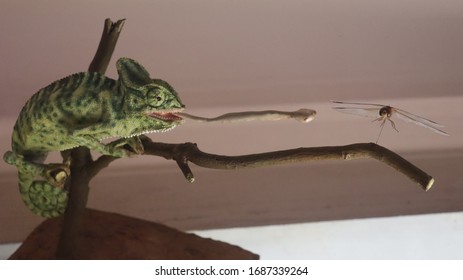 Mumbai, Maharastra/India- March 28 2020: A wild chameleon trying to eat an insect with his big tongue.