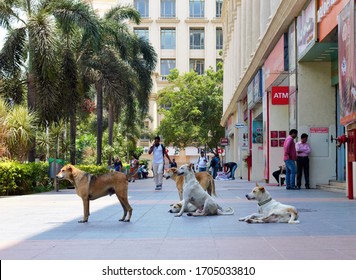 Mumbai/India Apr'19:Dog Maintaining Social Distance In Hiranandani Powai,with Eateries & ATM Along The Road.Hiranandani Is An Upmarket Township In Mumbai Suburbs.Real Estate Has Been Hit Due To COVID.