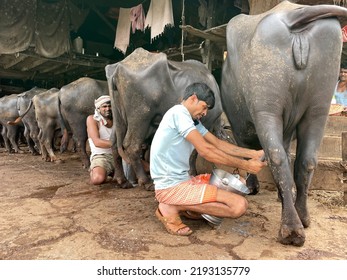 Mumbai,India-08-05-2022:A Man Manually Milking A Buffalo In A Stable To Sell Fresh Milk To People Around The Stable. Selective Focus Background Blur Noise Texture 