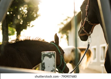 Mummy And Foal Waiting, Horse Family, Baby Horse Can't Wait To Run Around, Worry Free Animals
