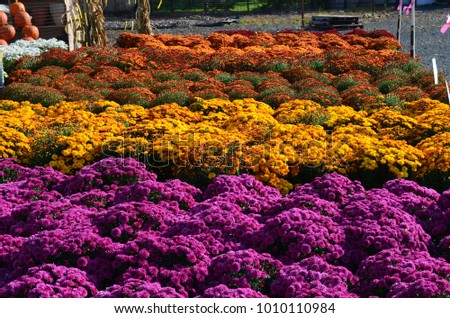 Mums in fall