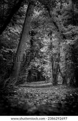 Munces woods Marlow in Buckinghamshire Imagine de stoc © 