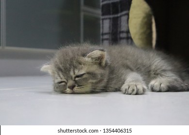 gray munchkin kitten