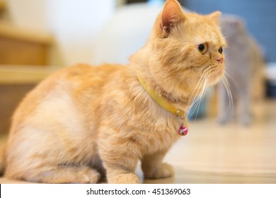 Munchkin Cat