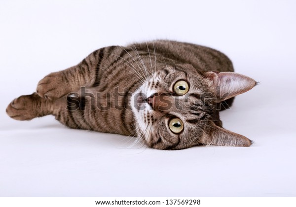 Munchkin Cat Stock Photo Edit Now 137569298