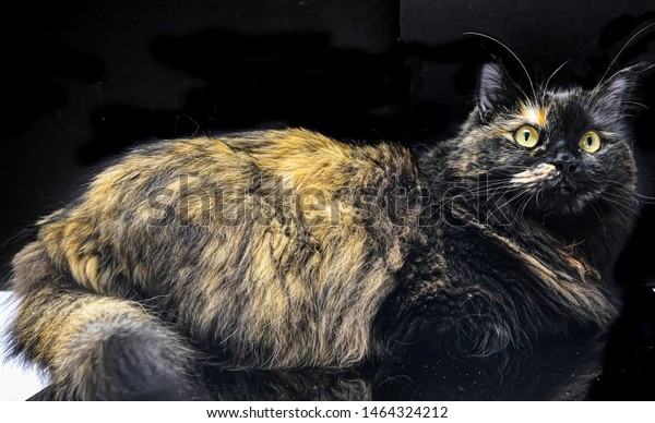 Munchkin Cat Breed Medium Sized Cat Stock Photo Edit Now 1464324212