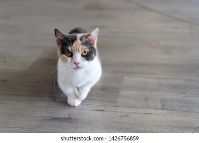 Short Legged Cat Images Stock Photos Vectors Shutterstock