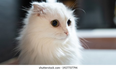 Munchkin Cat Short Leg White Napoleon