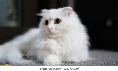 Munchkin Cat Short Leg White Napoleon