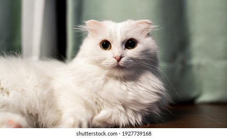 Munchkin Cat Short Leg White Napoleon