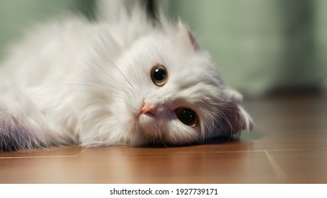 Munchkin Cat Short Leg White Napoleon