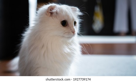 Munchkin Cat Short Leg White Napoleon