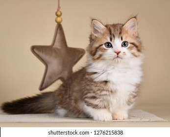 Munchkin Cute Kitten 