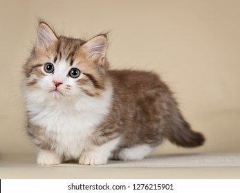 Munchkin Cute Kitten 