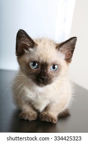 Munchkin Kitten