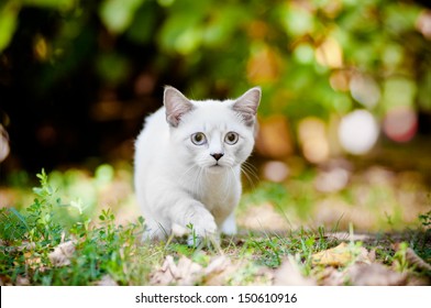 Munchkin Kitten Outdoors