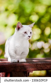 Munchkin Kitten Outdoors