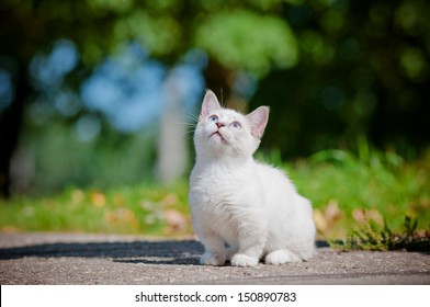 Munchkin Kitten Outdoors