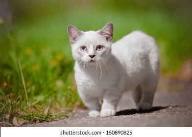 Munchkin Kitten Outdoors