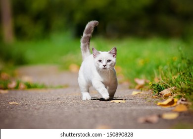 Munchkin Kitten Outdoors