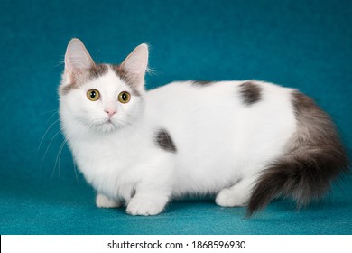 4,742 Munchkin cat Images, Stock Photos & Vectors | Shutterstock