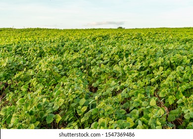 The Mung Bean Crop In Agriculture Garden.