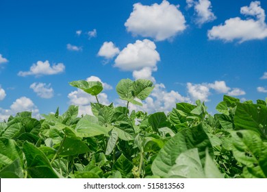 The Mung Bean Crop In Agriculture Garden With Blue Sky