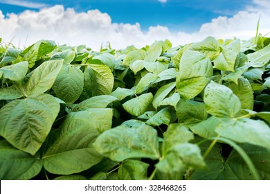 The Mung Bean Crop In Field