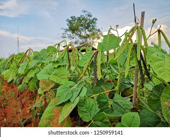 Mung Bean Crop, Planting At Thailand.