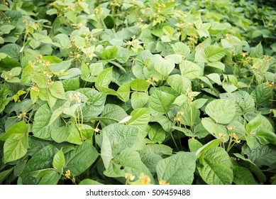 Mung Bean Crop, Salunkwadi, Ambajogai, Beed, Maharashtra, India