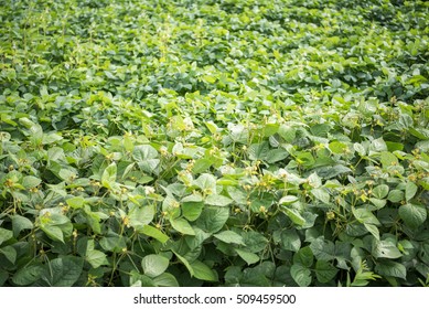 Mung Bean Crop, Salunkwadi, Ambajogai, Beed, Maharashtra, India