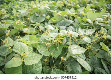 Mung Bean Crop, Salunkwadi, Ambajogai, Beed, Maharashtra, India