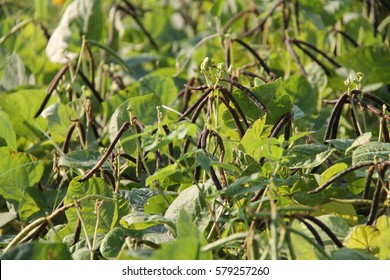 Mung Bean Crop, Thai