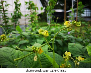 Mung Bean Flower, Crop Planting At The Field.