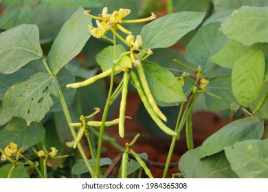 Mung Bean Flower Crop Planting Fieldmung Stock Photo 1984365308 ...