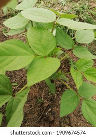 Mung Bean Plants Contain Various Nutrients And Vitamins That Support Our Health. Port Of Belawan, Indonesia. February 4,2021. 