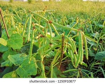 Mung Bean Pod, Crop Planting At The Agriculture Field, Thailand.