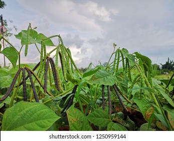 Mung Bean Pod, Crop Planting At Thailand.