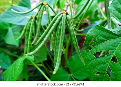 Mung bean pods, the fruits are elongated cylindrical or flat cylindrical pods, crop planting at the fields on tropical zone of Thailand.