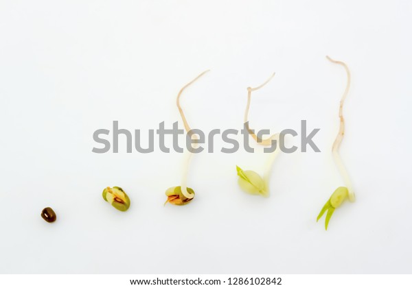 Bean Sprouts Growth Charts