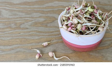 Mung Bean Sprouts In A Bowl. Fresh Green Microgreens Healthy Spring Food.